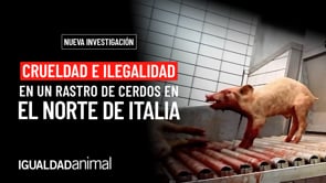 La cruda realidad de un rastro italiano, expuesta en imágenes