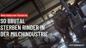 Recherche: Das grausame Lebensende von „Milchkühen“ in indischen Schlachthöfen
