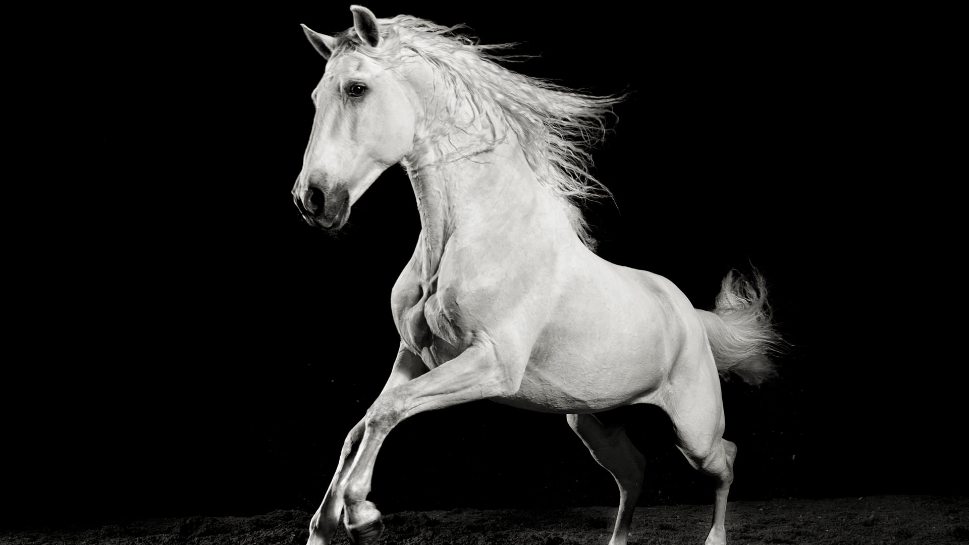 Horse of Kings - Trailer #2