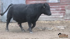 13L Black Angus Bull