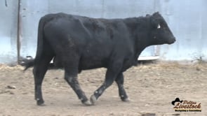 18L Black Angus Bull