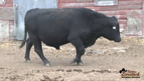 19L Black Angus Bull