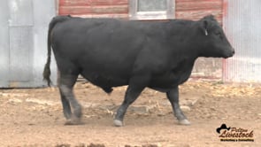 14L Black Angus Bull
