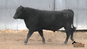 4L Black Angus Bull