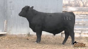 10L Black Angus Bull