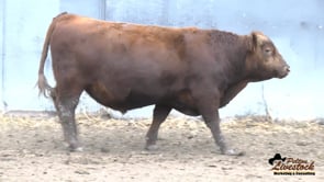 25L Red Angus Bull