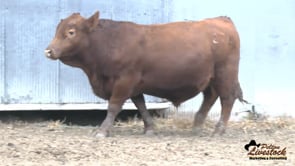 27L Red Angus Bull