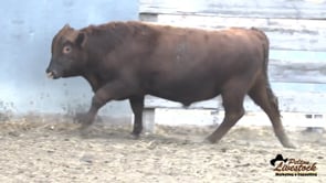 33L Red Angus Bull