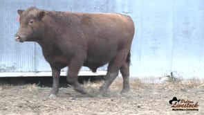 31L Red Angus Bull