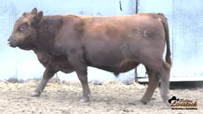 23L Red Angus Bull