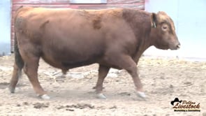 20L Red Angus Bull