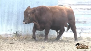 32L Red Angus Bull
