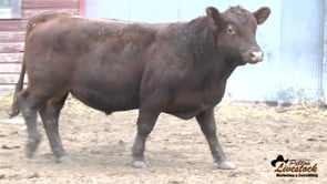 29L Red Angus Bull