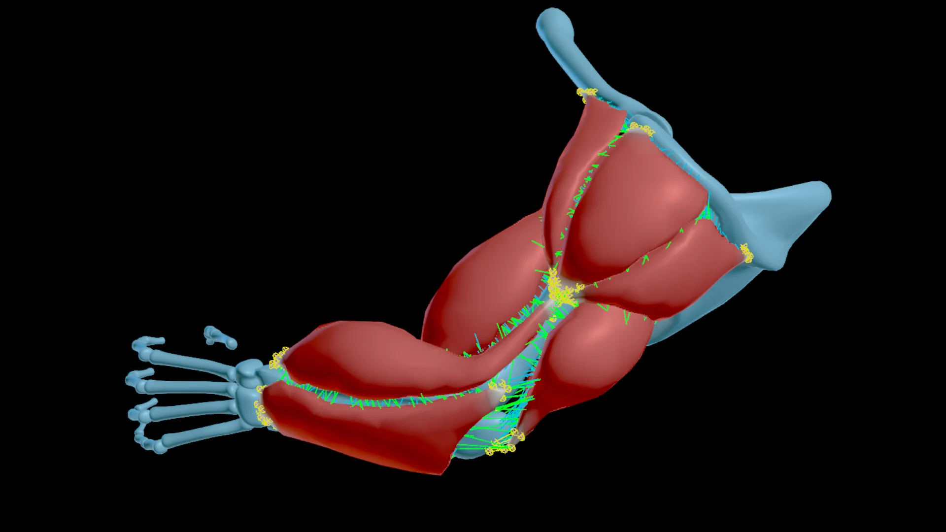 6. Muscle Sim Properties Overview