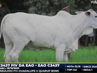 Lote 09