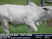 Lote 04