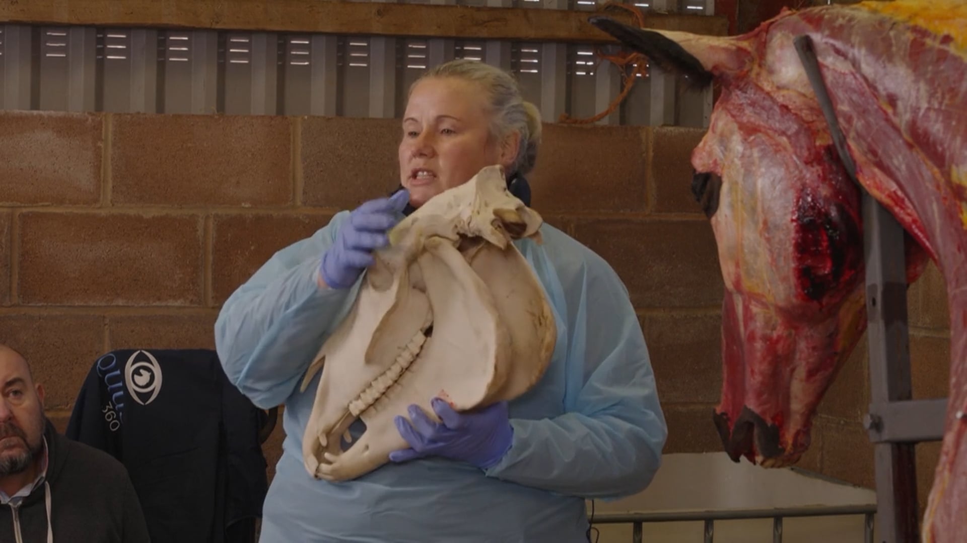 Whole Horse Dissection Series 2 – Functional Anatomy. Ep 2 – Anatomy of the Head and Teeth with Lucinda Stockley