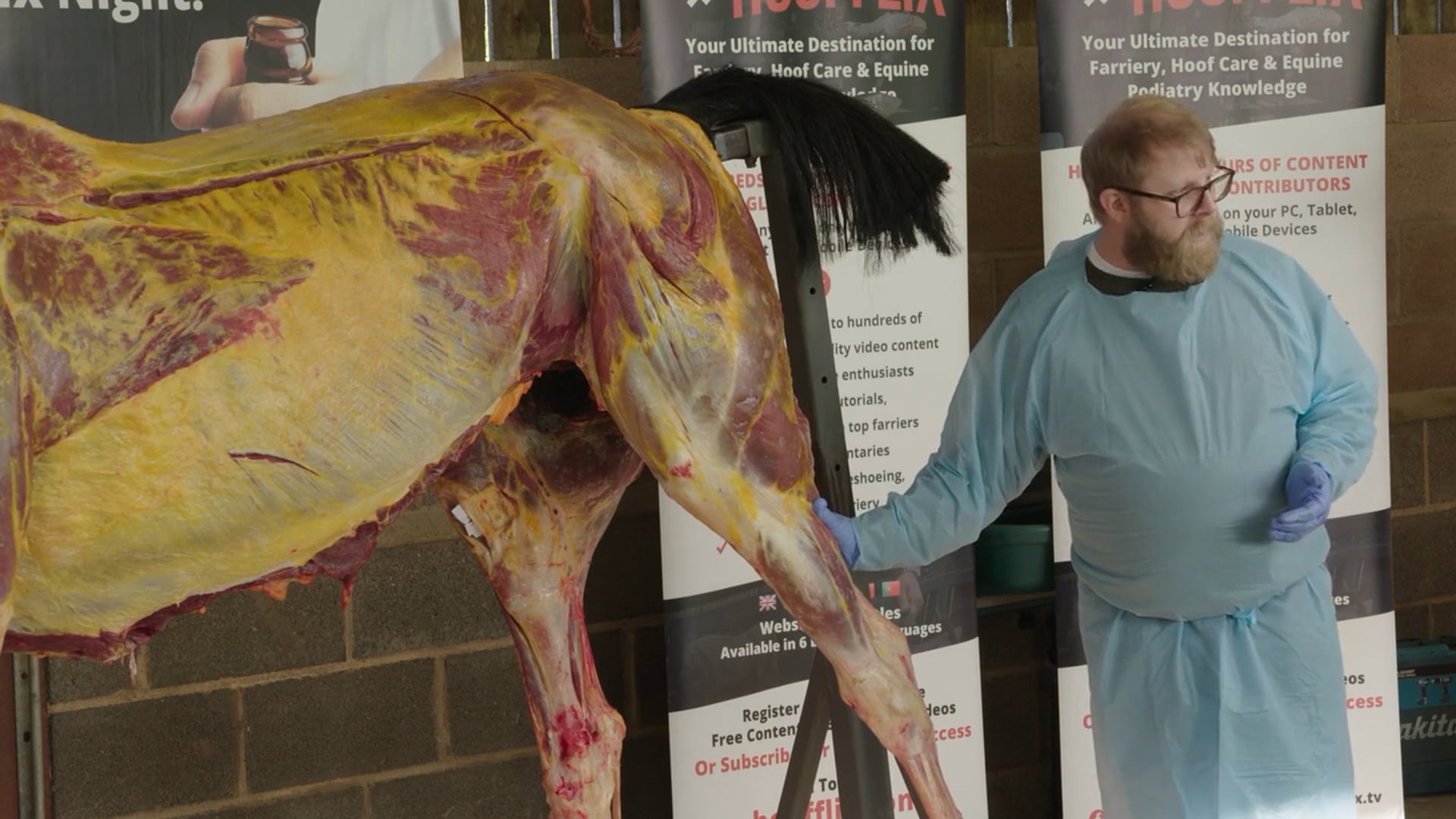 Whole Horse Dissection Series 2 – Functional Anatomy. Ep 5 – The Fore & Hind Limb Muscular Groups