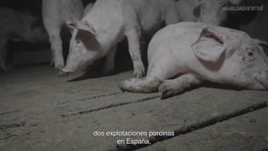 Canibalismo y gangrena: denunciamos la crueldad en dos granjas de cerdos en España