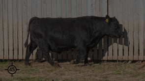 Lot 45.mp4