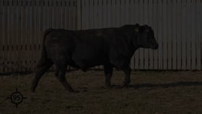 Lot 95.mp4