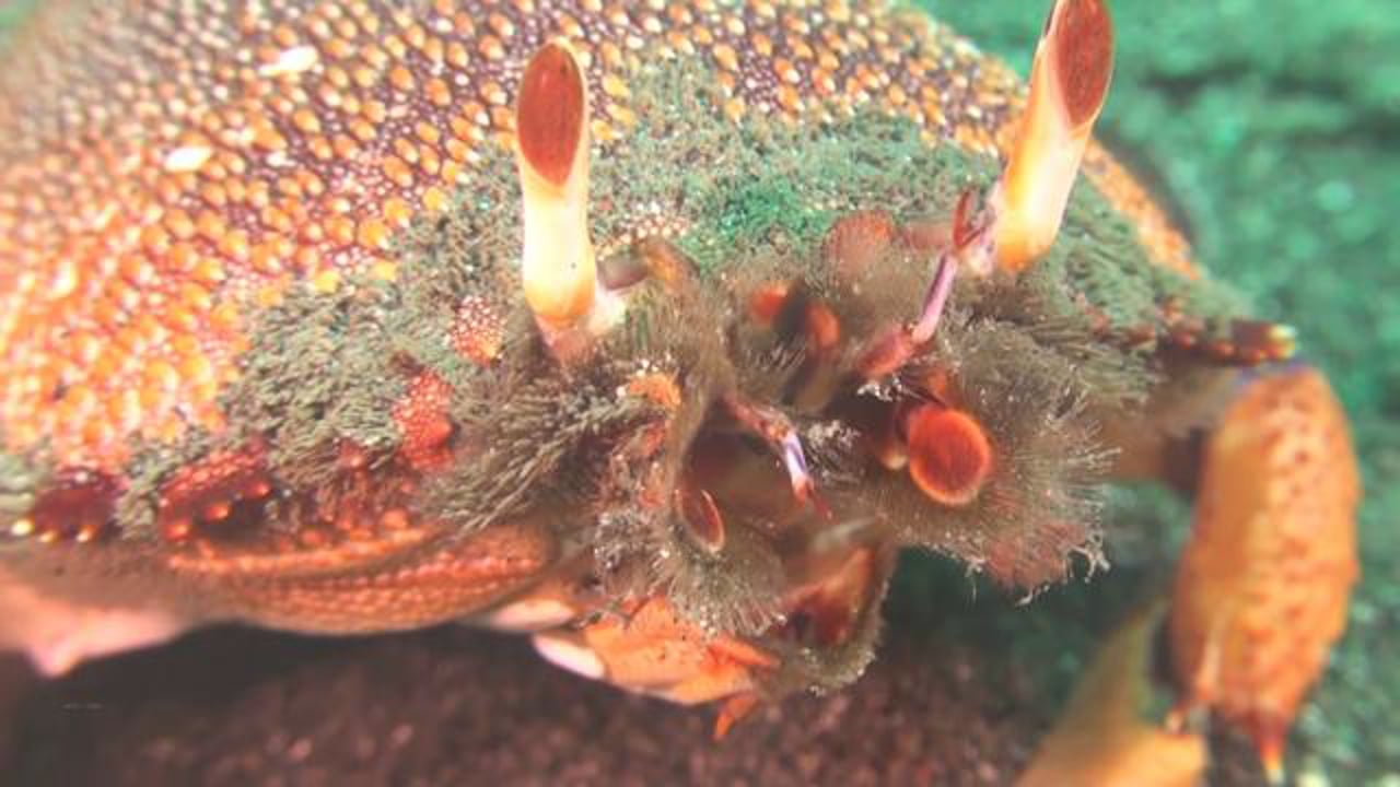 Red Frog Spanner Crab