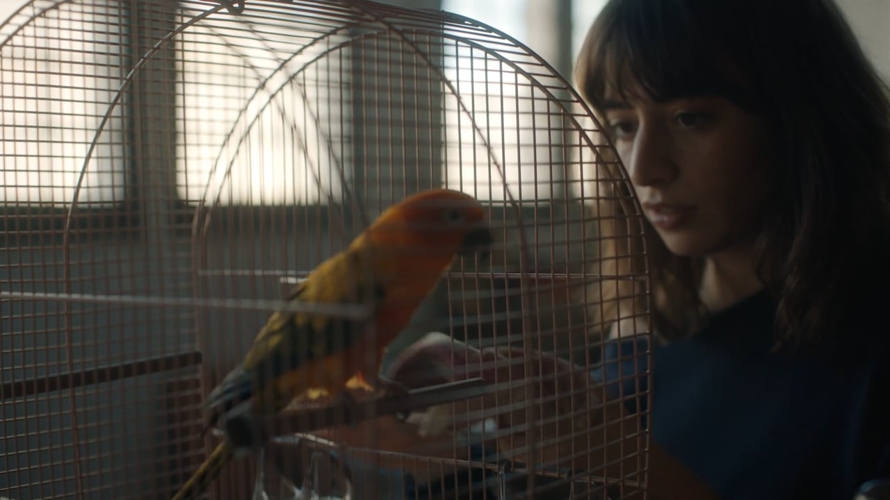 Thumbnail for COM SEMPRE