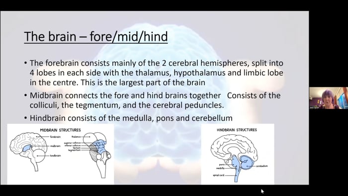 Anatomy overview