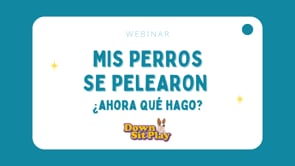 Webinar - Mis perros se pelearon ¿ahora qué hago?