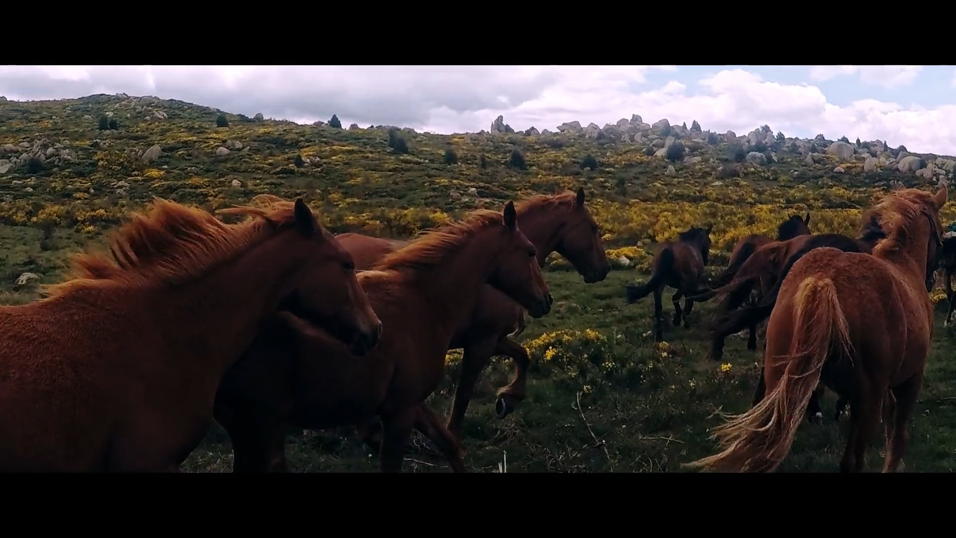 Les chevaux de la Tramontane Vimeo