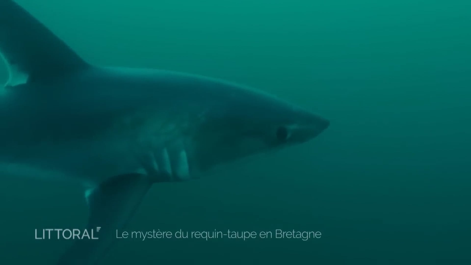 France 3 Littoral, Le mystère du requin-taupe en Bretagne