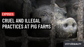 Cruel and illegal practices in the pork industry exposed