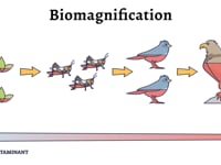 Biomagnification