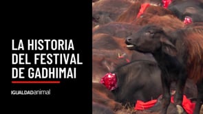 La historia del Festival de Gadhimai