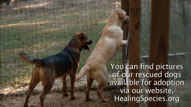 Healing Species and The Sanctuary Need Your Help