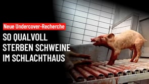 Undercover-Recherche: Brutale Gewalt in Schweineschlachthof