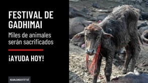 La historia del festival de Gadhimai