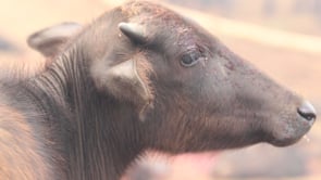 Festival di Gadhimai 2014: il nostro reportage esclusivo!
