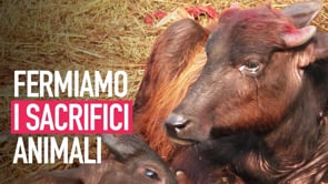 Mai più sacrifici animali, aiutaci a fermare il festival di Gadhimai