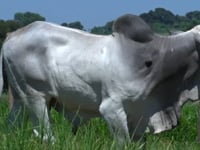 Lote 01