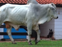 Lote 04