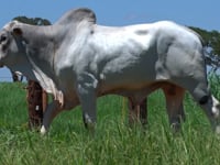 Lote 07