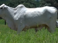 Lote 19