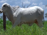 Lote 20