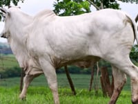 Lote 25
