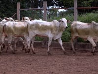 Lote 29