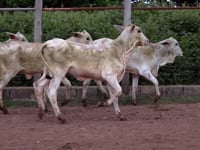 Lote 33