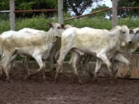 Lote 40