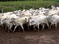 Geral Fêmeas - Joelson Lobato