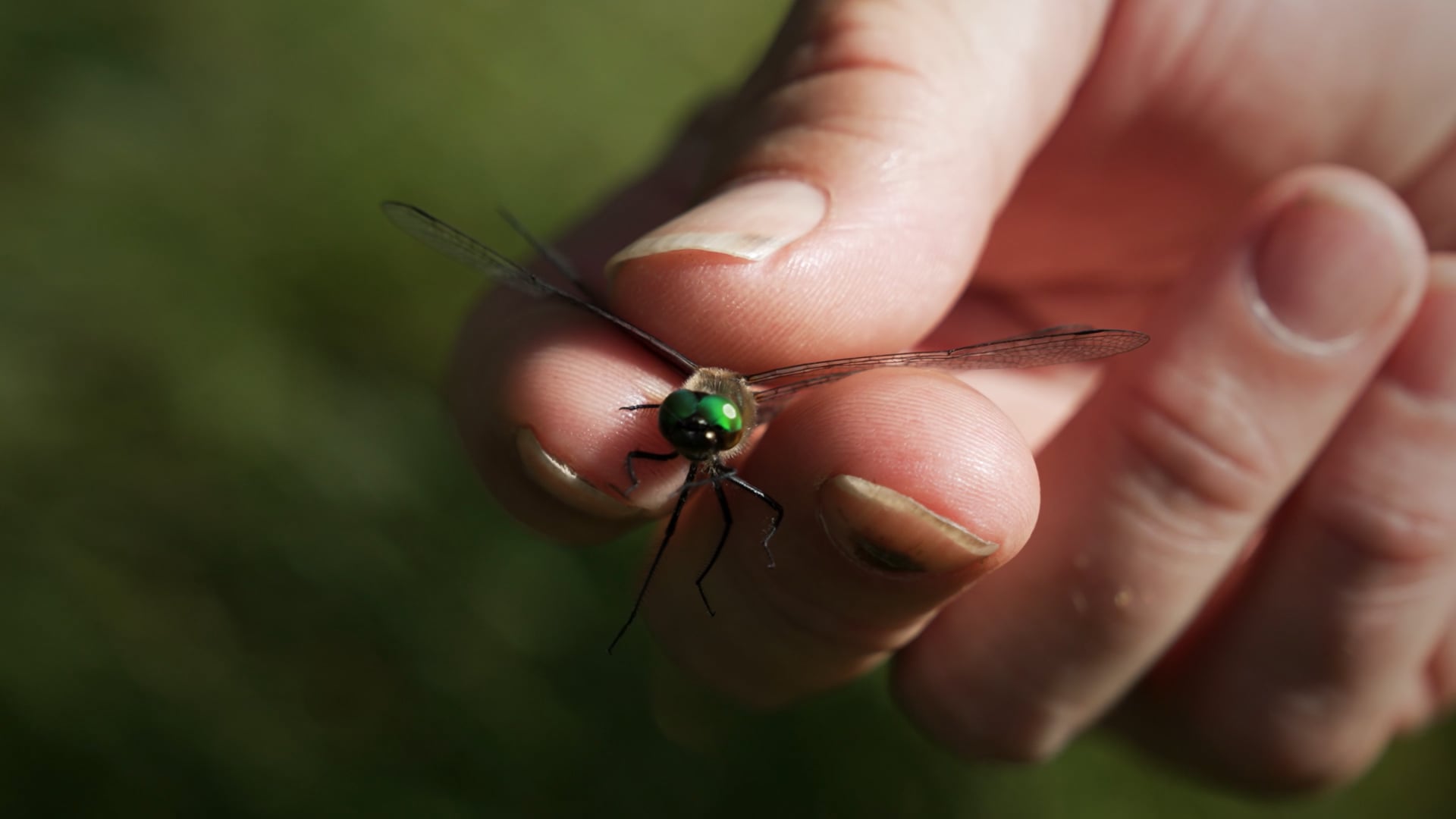 Ridge And Swale: Hines Emerald Dragonfly